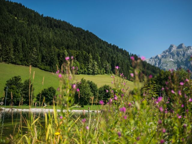 View through flower meadow to bathing lake from the leisure park Wengsee. On the right in the background you can see the top of the Eiskogel.