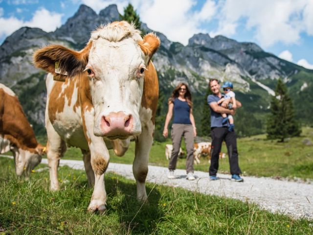 Im Vordergrund ist eine Kuh, welche frontal in die Kamera schaut. Im Hintergrund sind ein Bergmassiv und 2 Wanderer mit Kind am Arm zu sehen.