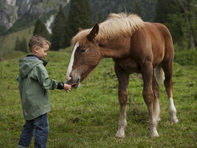 A child feeds a young horse. In the background you can see the peak of the Eiskogel.