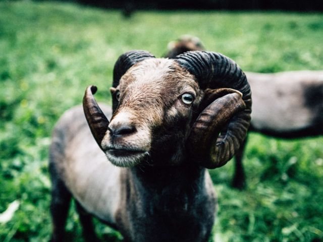 Close-up of a billy goat staring cheekily into the camera.